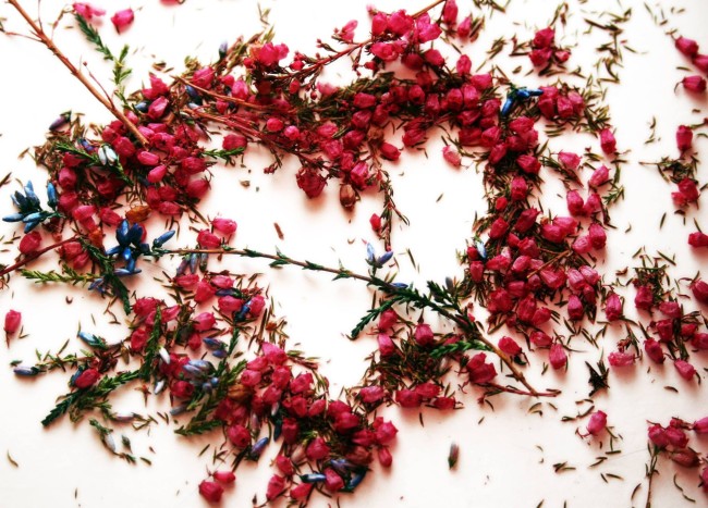 Kanervan sirottelema rakkaus..jpg