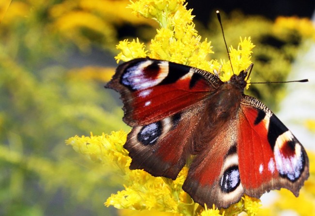 neitoperhonen2 kopio.jpg