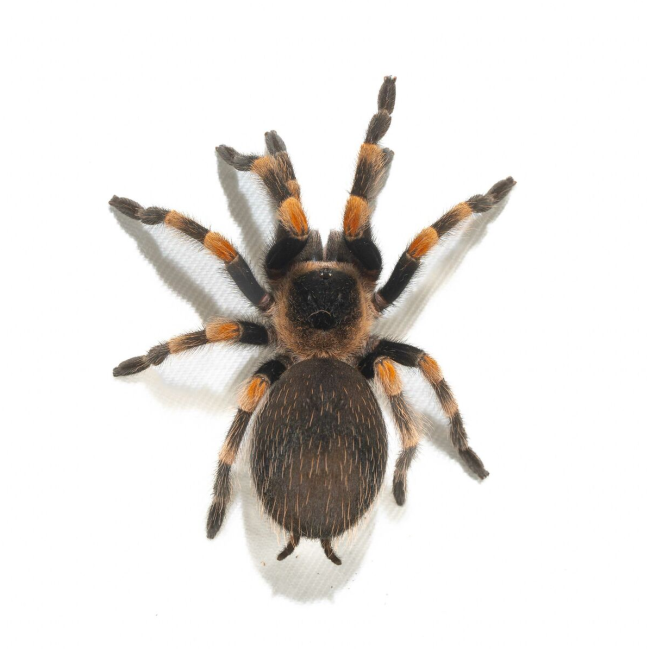 Smithi.png