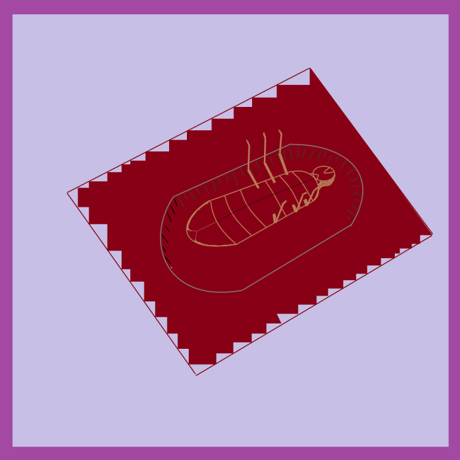 Koppis konvehtirasian kolossa