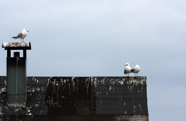 a drama triangle kopio.jpg