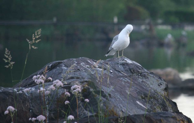 lokkinukkuupieni kopio.jpg