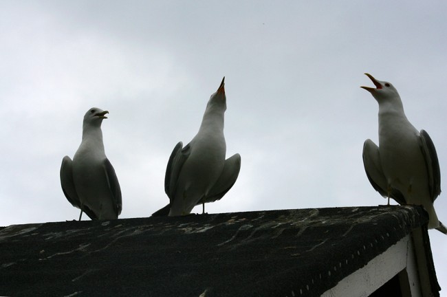 kuoropieni kopio.jpg