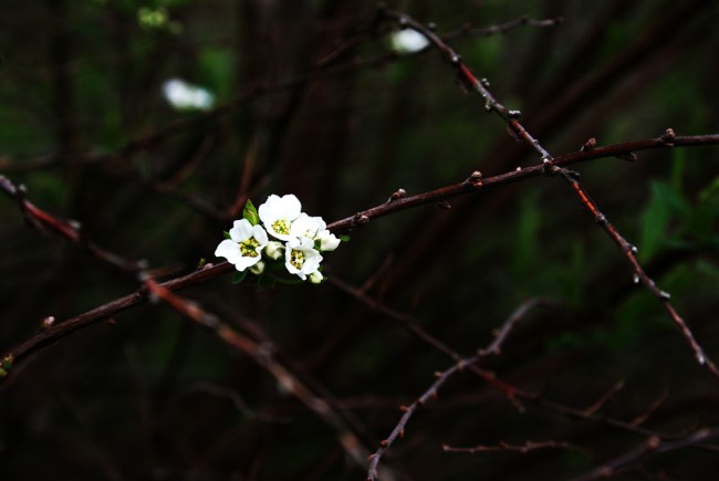 1akukkivarisupieni kopio.jpg