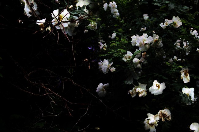 piikitpieni kopio.jpg