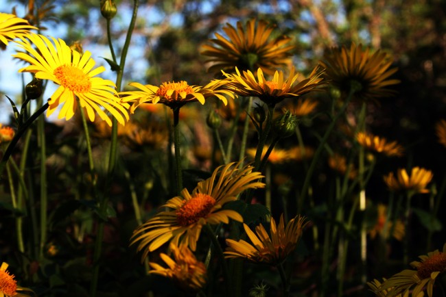 keltaiset_kukkaset kopio.jpg