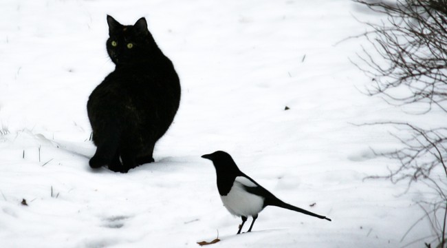 mustakissa1 copy.jpg