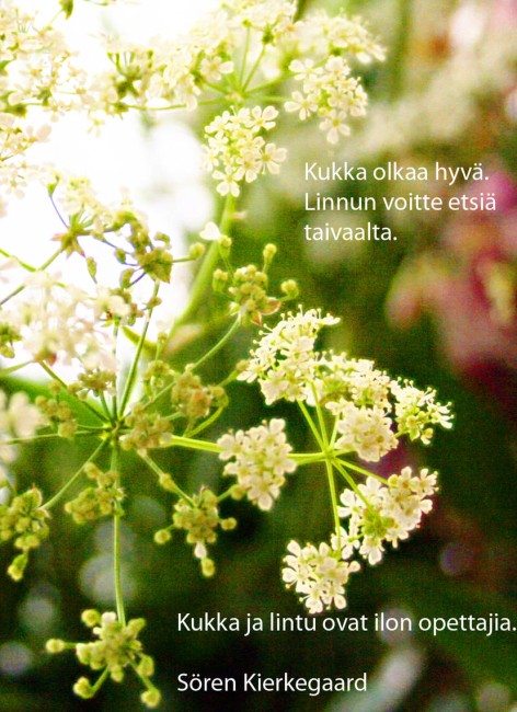 kukka_.jpg