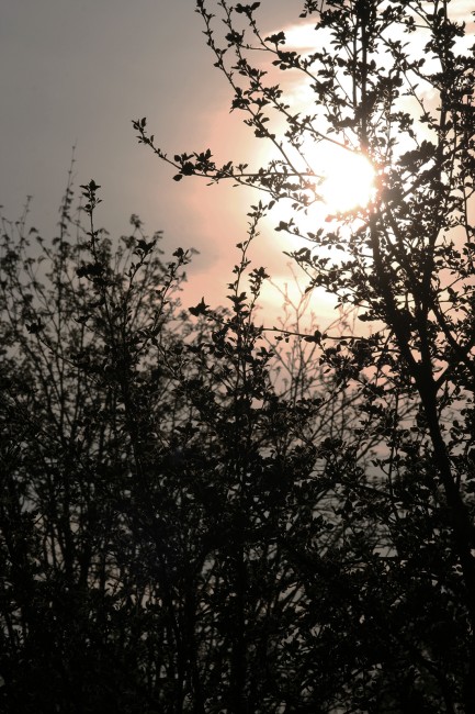 PERsikanvärinen aurigonlaskupieni.jpg