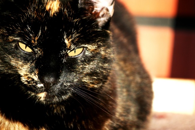 Auringossa kopio.jpg