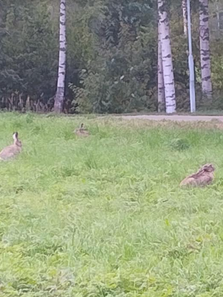 Screenshot 2024-08-31 6.22.25 PM.png