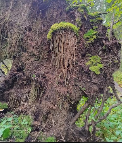 Screenshot 2024-09-19 5.37.25 PM.png