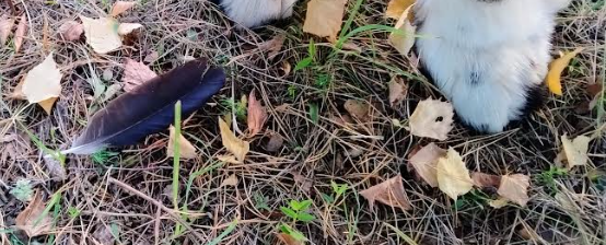 Screenshot 2024-09-25 8.22.15 AM.png